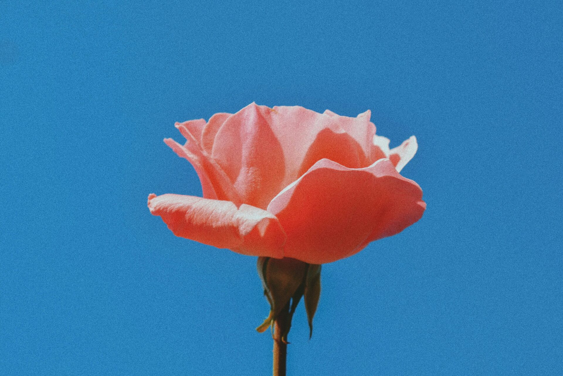 aleksandar-kyng-KJGBY76mmS4-unsplash
